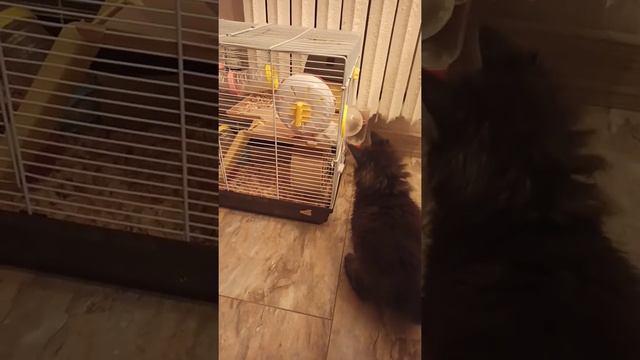 Знакомство хомяка🐁 с котом🐈#кот#животные#мейнкун#хомяк#хомки#hamster#catMaineCoon#animals#топ#рек#т смотреть онлайн