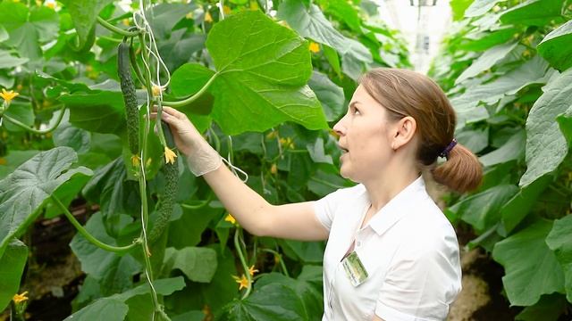 Самые урожайные огурцы 2021. Самые лучшие гибриды. Очень урожайные сорта огурцов 2021. смотреть онлайн