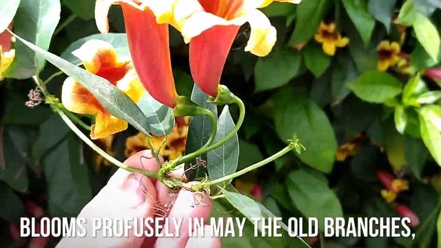 Unique Tecoma-bignonia Capreolata!Meet Mine!