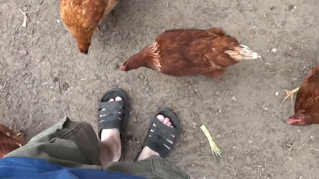 Куры людоеды =) смотреть онлайн