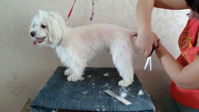 СТРИЖКА МАЛЬТИЙСКОЙ БОЛОНКИ смотреть онлайн