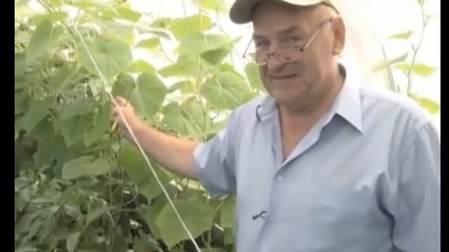 Баклажан КЛОРИНДА, БИБО, ФАРАМА, перец ДЖИПСИ, ТЕМП, огурец МЕДЖИК, МАДИТА, томат КАМПАРИ, Оранжевы смотреть онлайн