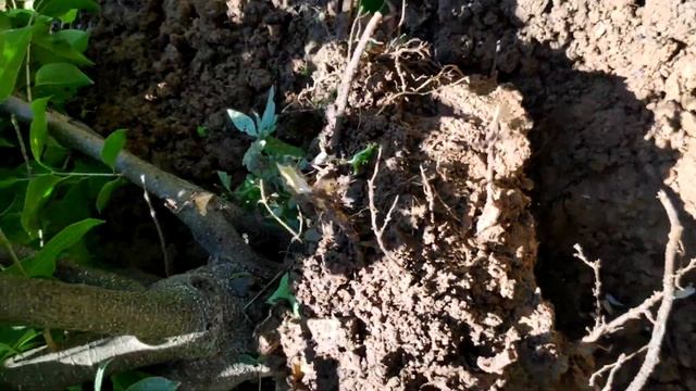 Bonsai hunting | Hunting Ficus nitida смотреть онлайн