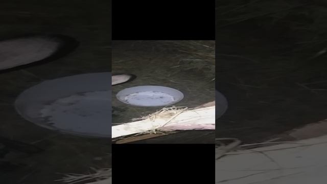 Глафира Буяновна.