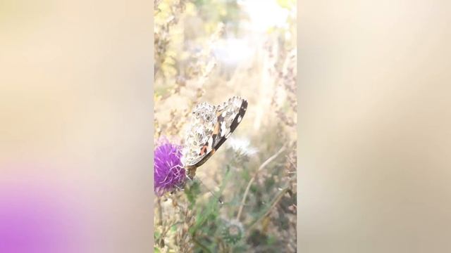 МЕДИТАЦИЯ БЛАГОДАРНОСТИ. ВСТРЕЧА ДНЯ ? смотреть онлайн