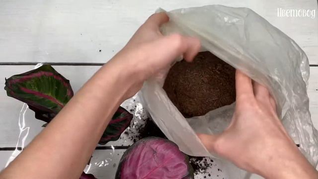 Пересадка калатеи. Комнатные цветы. смотреть онлайн