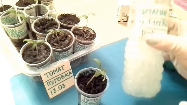 #ПЛЕСЕНЬ на рассаде Как быстро и дёшево избавиться #ОГОРОД на БАЛКОНЕ с нуля смотреть онлайн