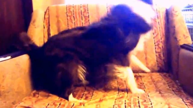 Смешная собака вытирается об диван смотреть онлайн