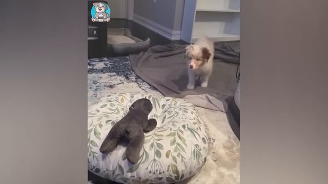 Приколы с котами и собаками 2024 смотреть онлайн