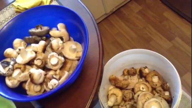Сбор и засолка грибов: грузди, валуи, часть 1 смотреть онлайн