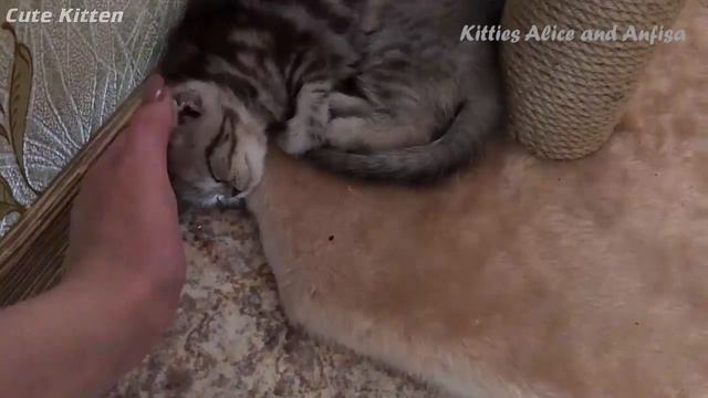 Сражения закончились! КОТЯТА устали и заснули смотреть онлайн