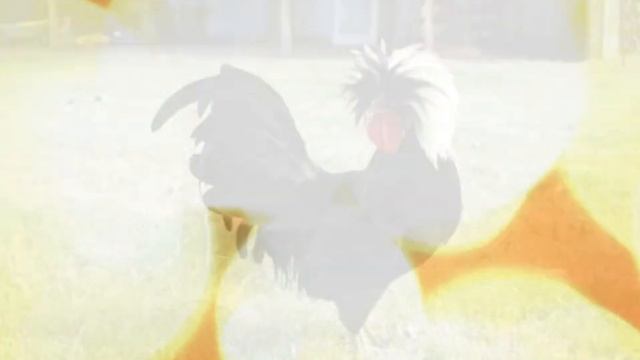 Куры Ажурные порода Сибрайт и другие интересные породы курей смотреть онлайн