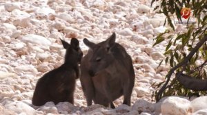 Дикая Австралия. Анонс. Канал Телепутешествия.
