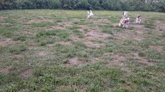 Игры в собачем пансионе Dogmarkin смотреть онлайн