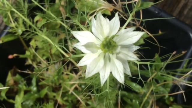 White Nigella Damascena (Love-In-The-Mist) Flowers In Garden #Nigella #damascena #gardening смотреть онлайн