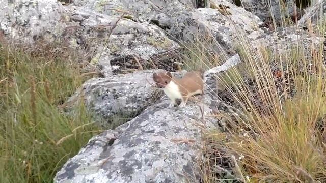 Горностай (Ласка) пик Советов 4`317