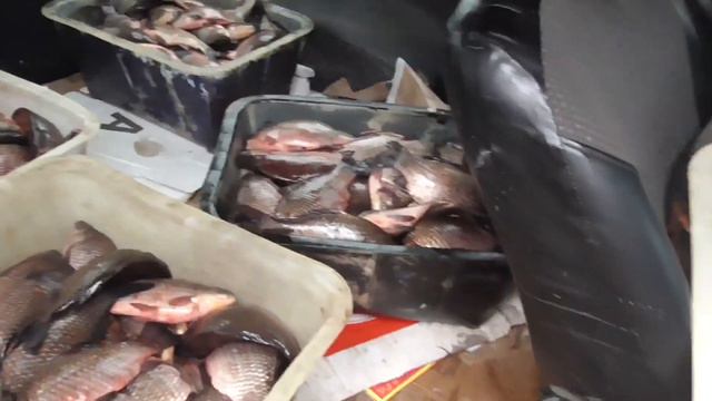 Незаконный улов в Осиповичском районе смотреть онлайн