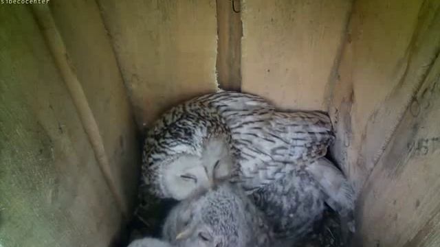 сова кормит совят и ухаживает смотреть онлайн