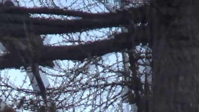 Редкие птицы прямо на дачном участке! смотреть онлайн