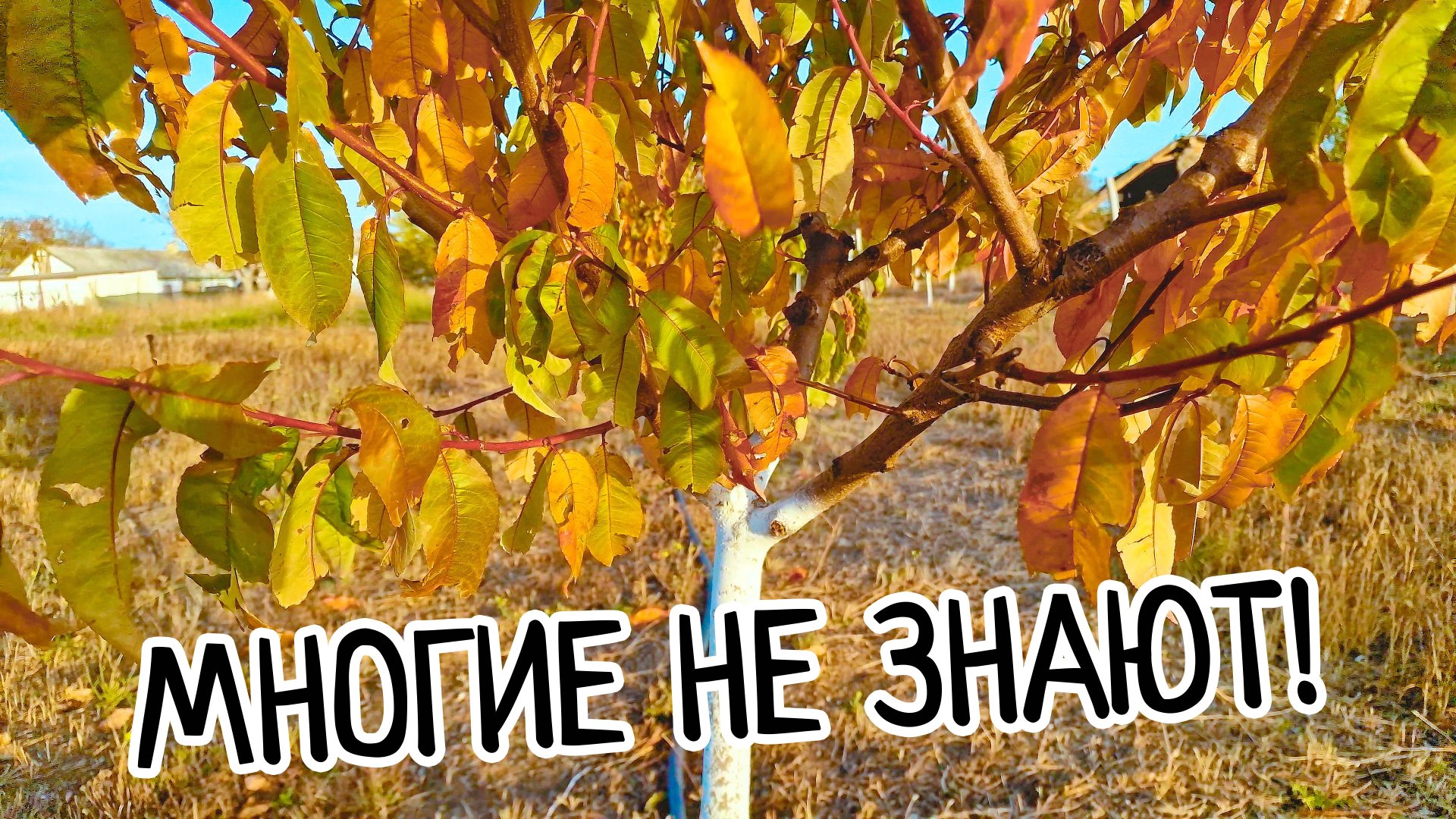 Многие не знают ЗАЧЕМ осенняя побелка деревьев! Убережет деревья зимой! смотреть онлайн