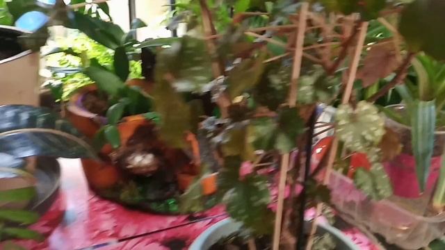 Пересадка бегоний и черенкование китайского уса смотреть онлайн