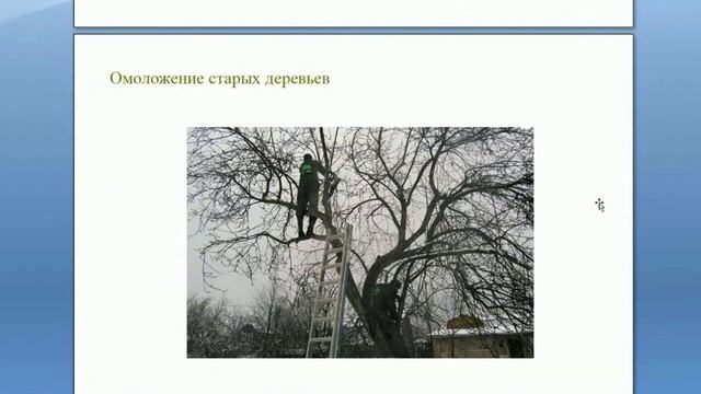 Снижение кроны, омоложение яблони Омоложение старых деревьев Вебинар Обрезка деревьев от А до Я смотреть онлайн