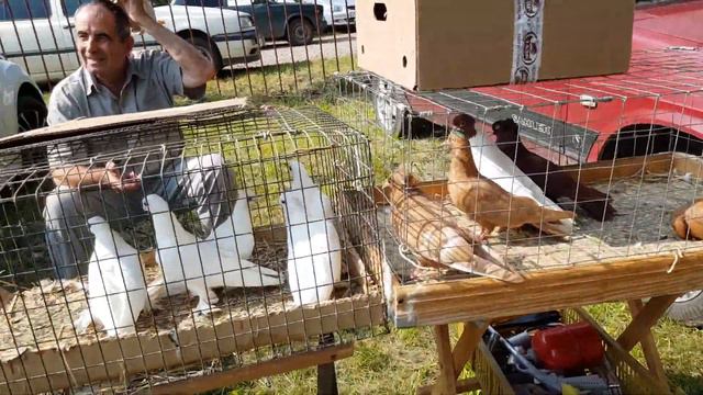 28.07.19. Птичий рынок г.Кропоткин ч6.Kropotkin p6 bird market. смотреть онлайн