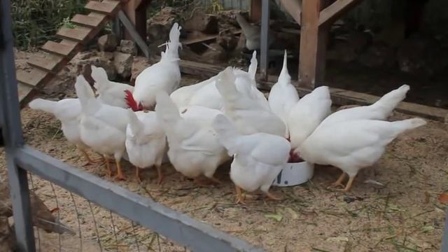 Настоящие леггорны во всей красе. смотреть онлайн