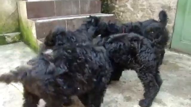 Нежные детские игры))) щенкам 2 месяца) смотреть онлайн