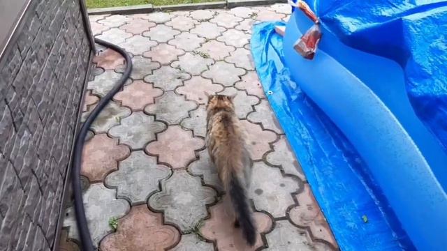 Короче говоря я котёнок(2ЧАСТЬ) смотреть онлайн