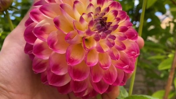 Георгина Hapet Daydream ? Dahlia Hapet Daydream, Peter Haslhofer, Austria ?