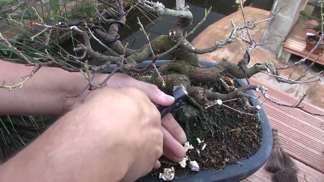 Ficus ginseng poda de formación смотреть онлайн