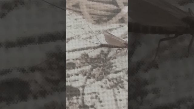 Подёнка. Насекомое живущие один день. смотреть онлайн