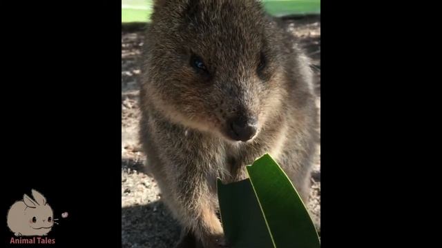 Meet the Quokka - Cutest Animal from Australia смотреть онлайн