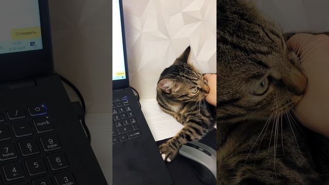 Кот помогает работать