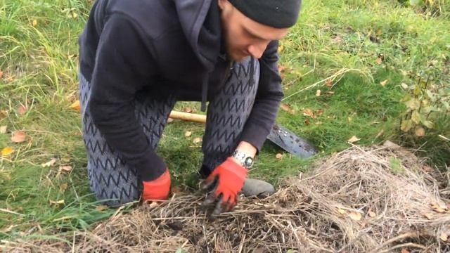 Как посадить викторию на "ленивой" грядке поверх целины. Благоустройство заброшенной дачи. Часть 15 смотреть онлайн