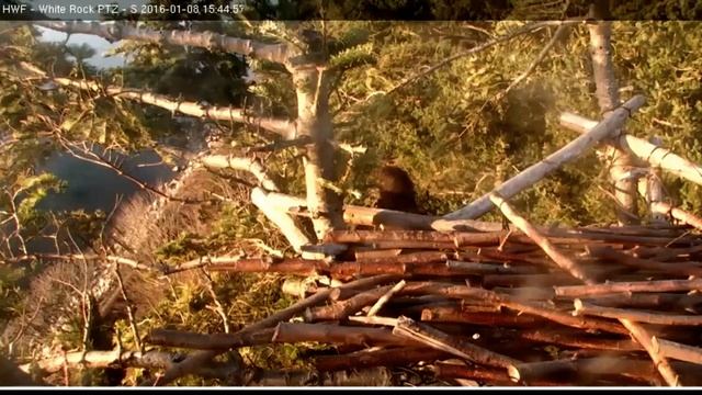 White Rock BC. eagles 1.8.16 beautiful young eagle near man made nest смотреть онлайн