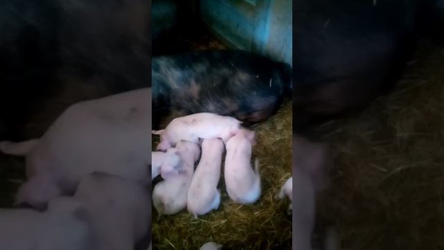 Обзор чистокровных свиней см 1 и помесных свиней и поросят! смотреть онлайн