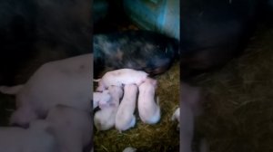 Обзор чистокровных свиней см 1 и помесных свиней и поросят!