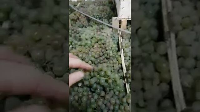 Виноград Алиготе этой осенью на Фуд Сити