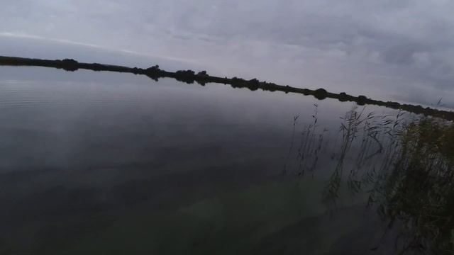 За осенней уткой с курцхааром в общедоступных охот угодьях Ленинградской области! смотреть онлайн