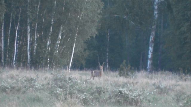 Охота на косулю. В стране не пуганных косуль. Jagd auf Rehe. Im Land der nicht-ängstlichen Rehe. смотреть онлайн