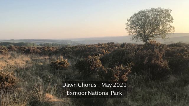 Dawn Chorus Birdsong Soundscape - Exmoor National Park