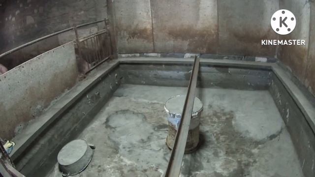 503‼️ИТОГ СКОЛЬКО СДОХЛО ПОРОСЯТ ОТ ИНФЕКЦИИ ‼️ЧЕМ ЛЕЧИЛ ПОНОС У ПОРОСЯТ‼️СОБИРАЕМ ДЕТЕЙ В ШКОЛУ? смотреть онлайн