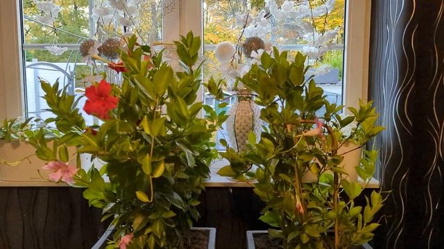 Маринованные Опята  с картошкой.