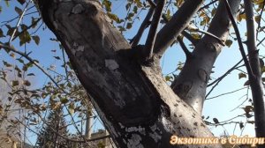 Лечим яблоню от рака!Победил рак и яблоня растет#ракяблони