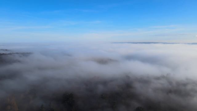 Тигрица никак не могла спасти тигренка из сетей и она пошла за помощью к людям смотреть онлайн