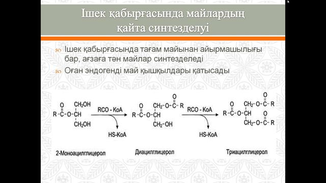 Липидтердің қорытылуы және сіңірілуі смотреть онлайн