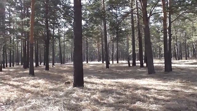 Начинаю нестись молодки Декалб. Наша природа и погода. смотреть онлайн