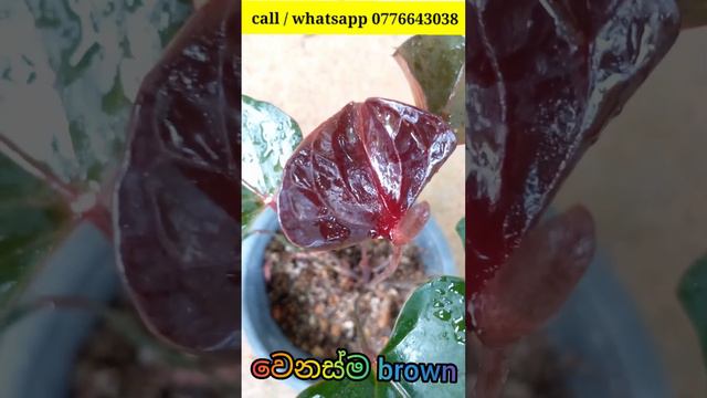 Brown Brown 🧡🧡 96 පැකේජය | ඔක්කොම මල් සමඟ 😍😍 #anthuriumplant #anthurium #beautifulanthurium